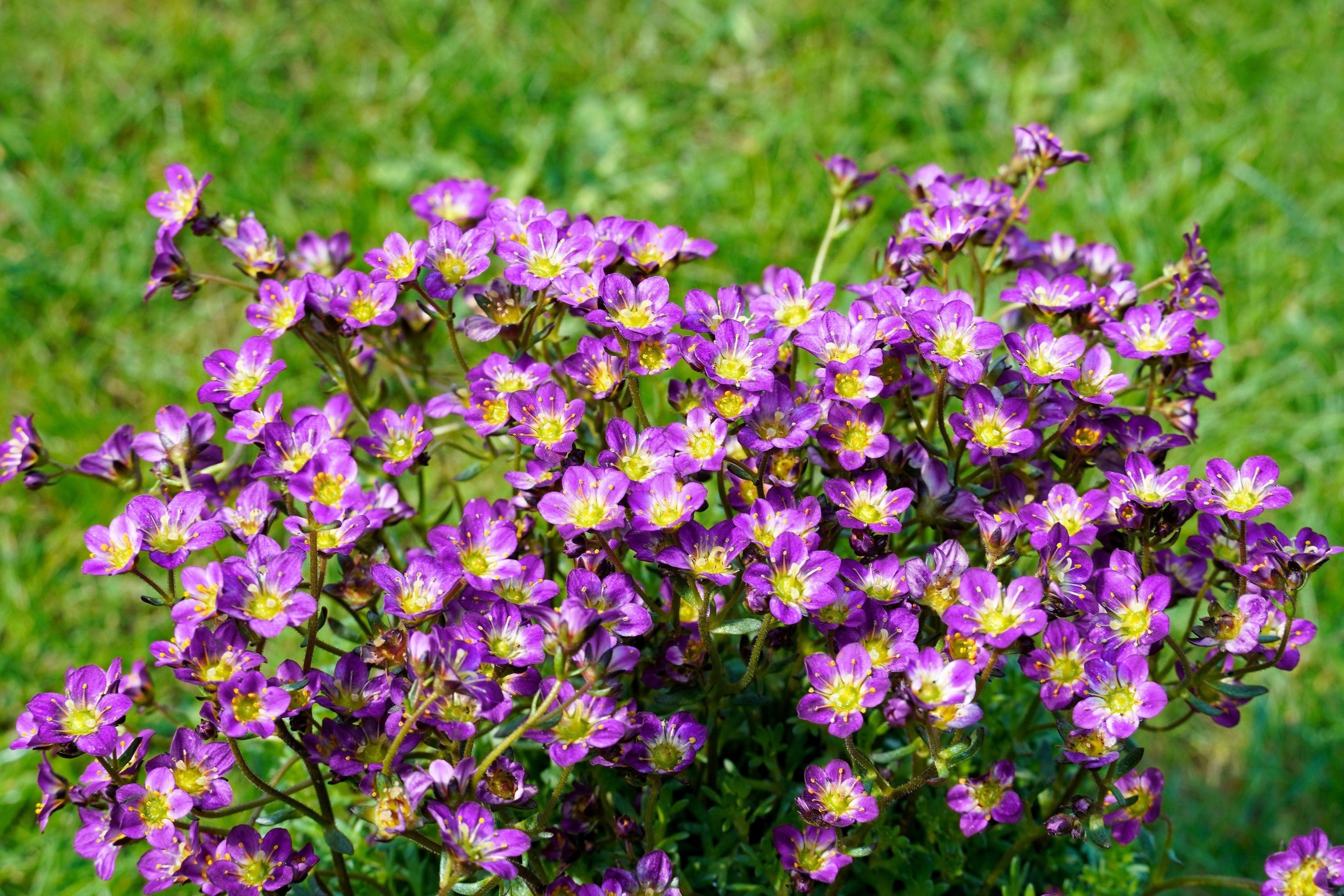 evergreen flower seeds 50 PURPLE ROBE SAXIFRAGA Arendsii Moss Rockfoil Evergreen Flower Seeds