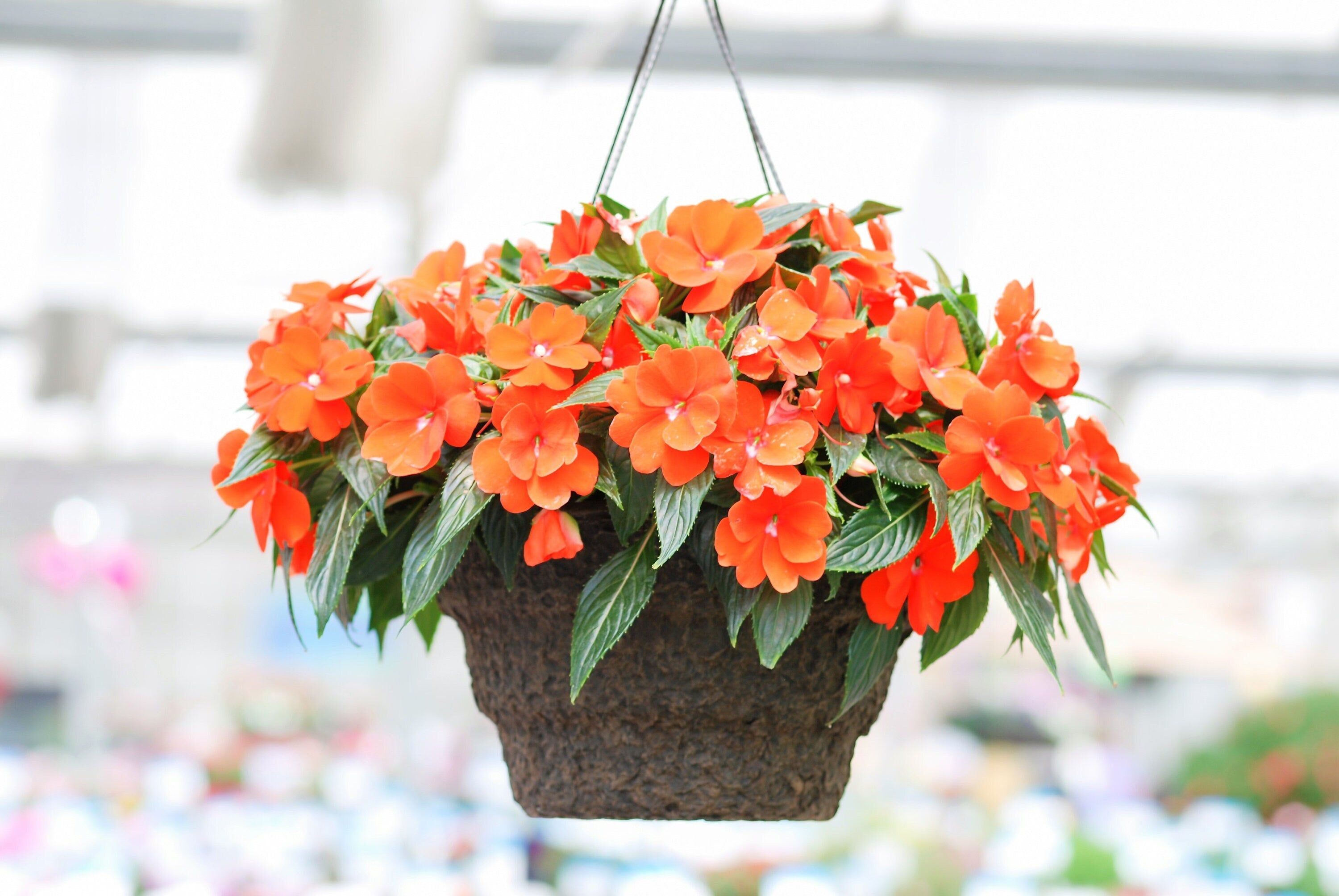 50 Dwarf ORANGE Impatiens Walleriana Sun or Full Shade Flower Seeds