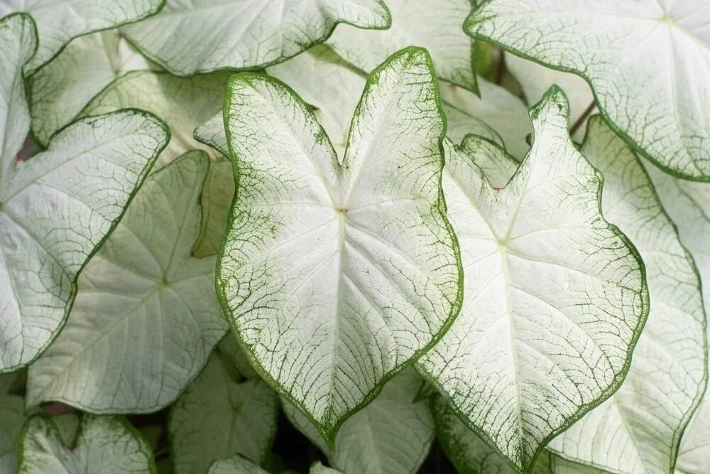 Caladium Bulb - White - Easy Growing Indoor/Outdoor Plant - Caladium b   Nate's Garden Supply