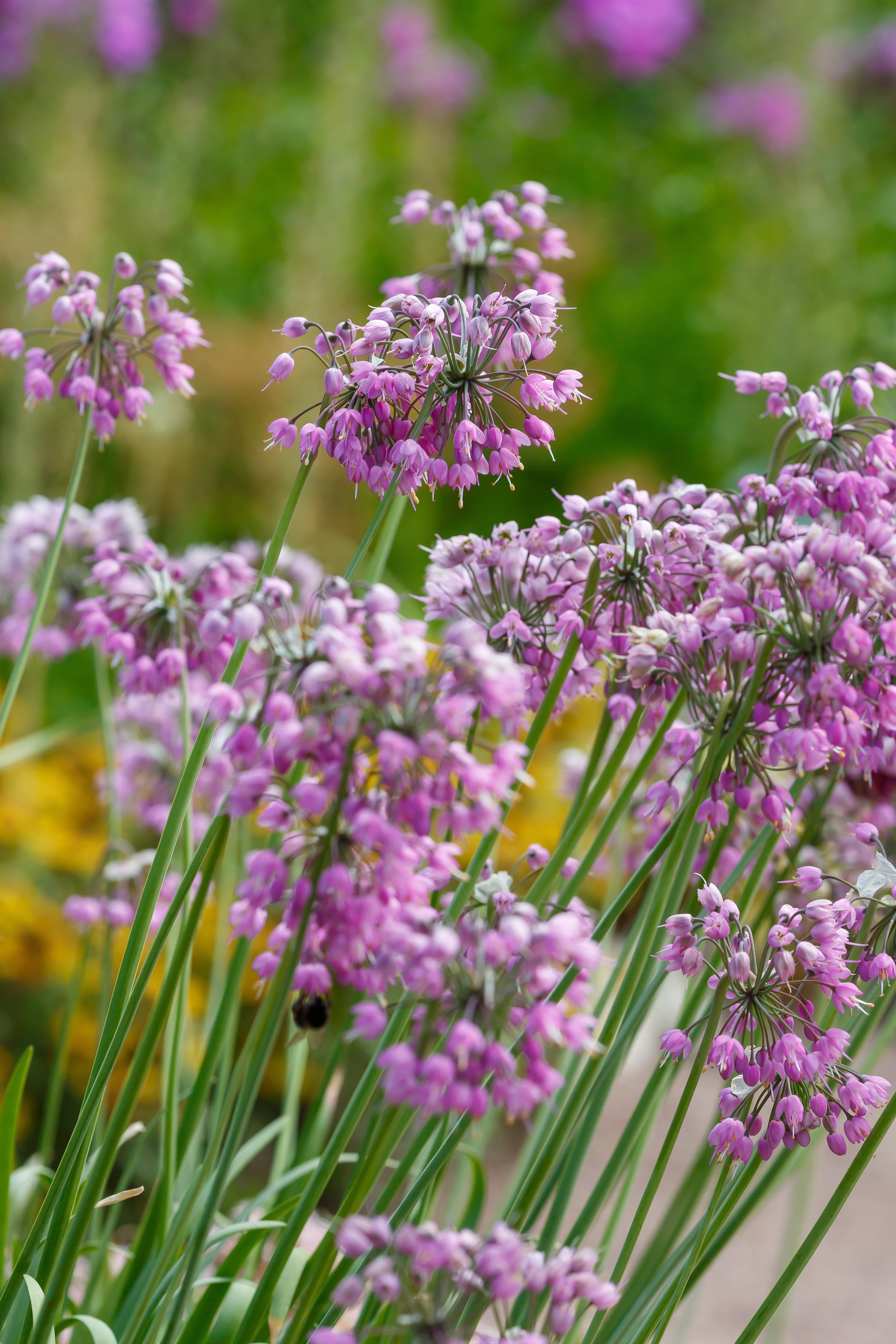 flower seeds allium 250 Allium NODDING ONION Allium Cernuum Flower Seeds
