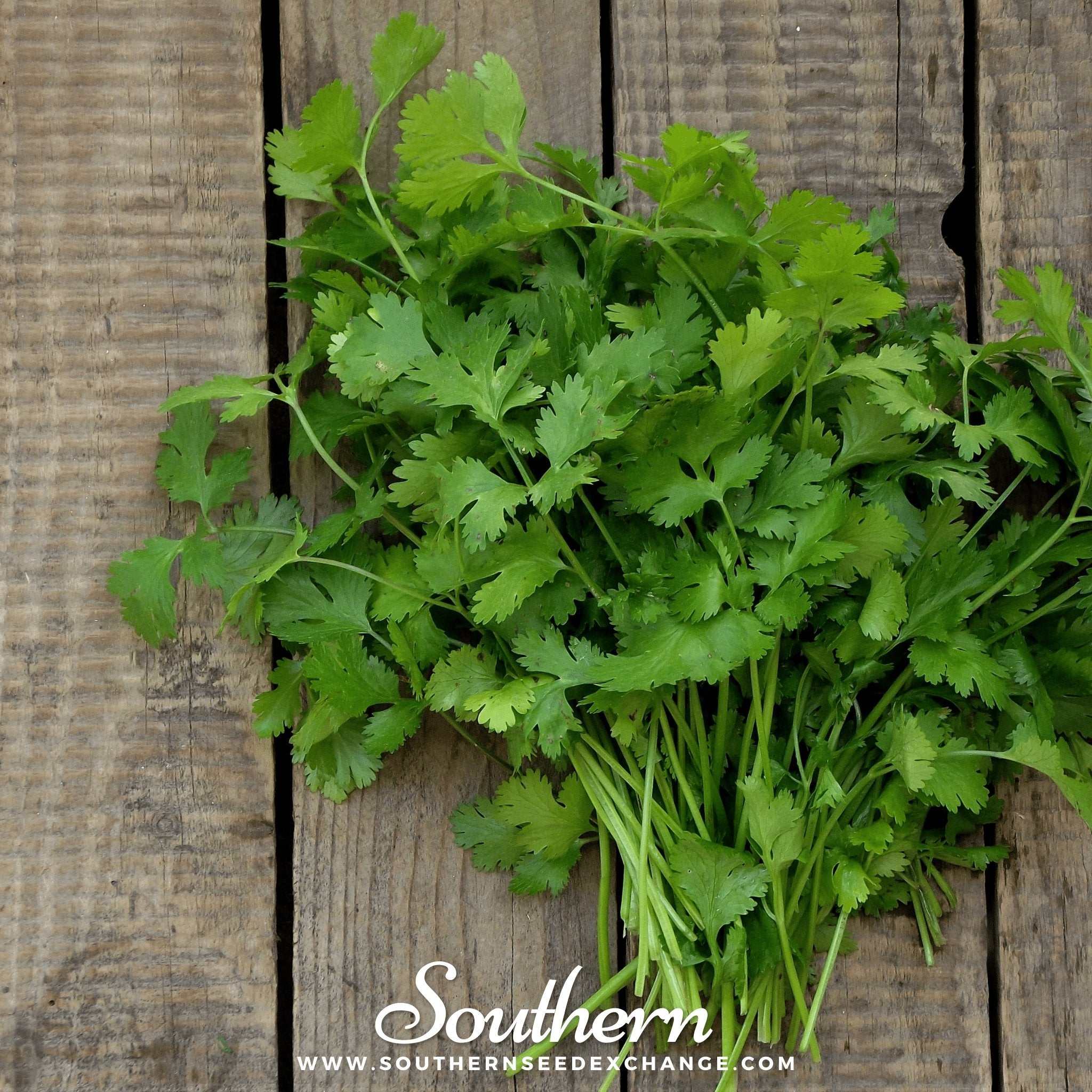Fast Growing Herbs