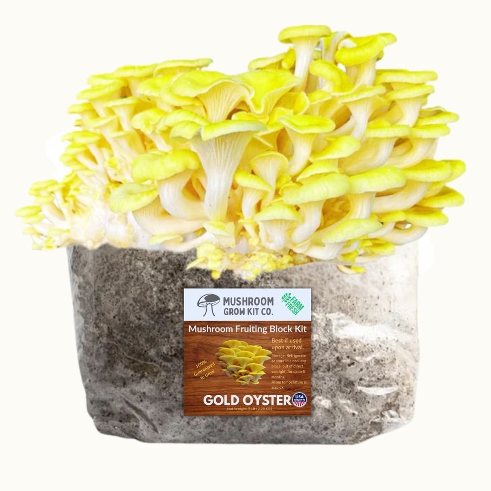 Grow Mushrooms