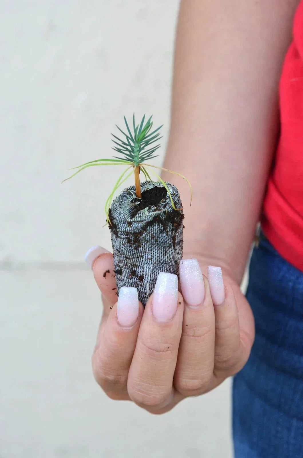 Seedlings & Care Tools