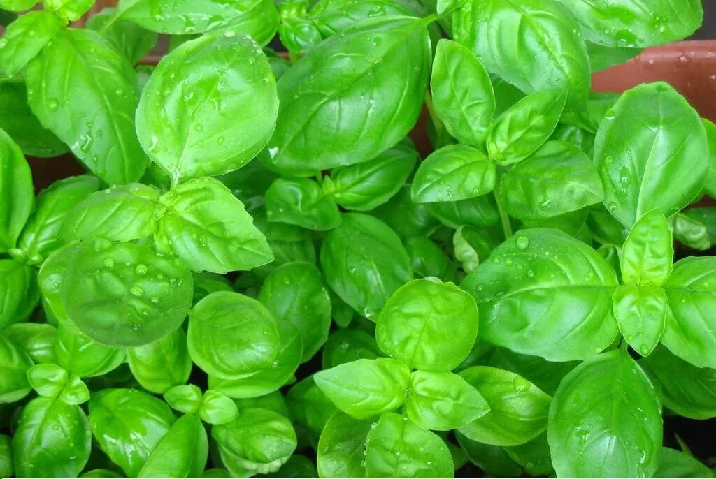 Easy Herbs for Beginners