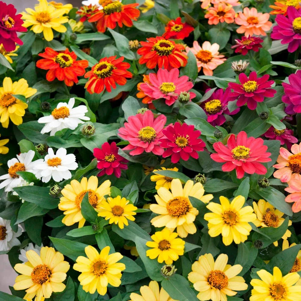 Easy Flowers for Beginners