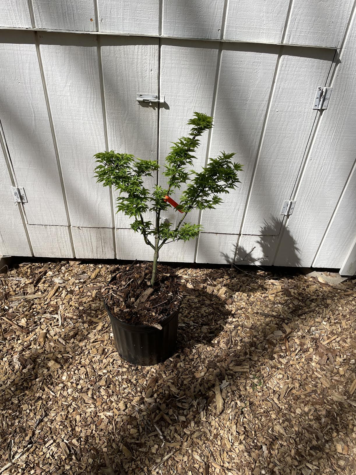 Acer palmatum 'Shishigashira' Grafted