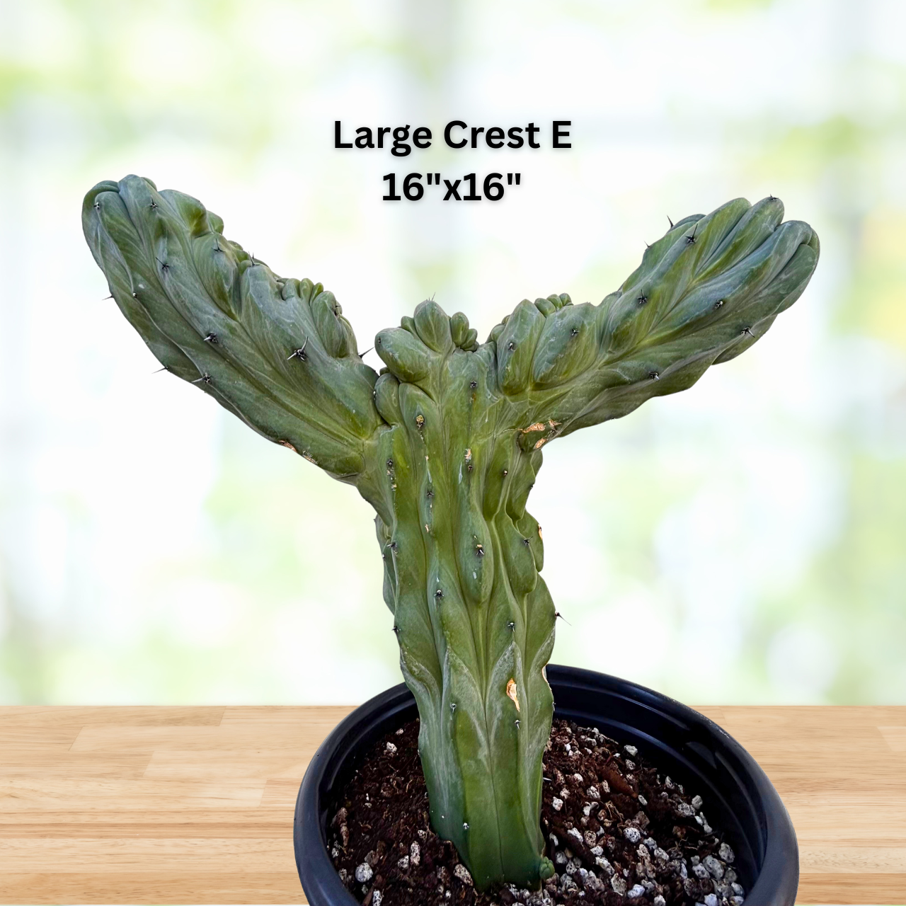 Crested Blue Flame