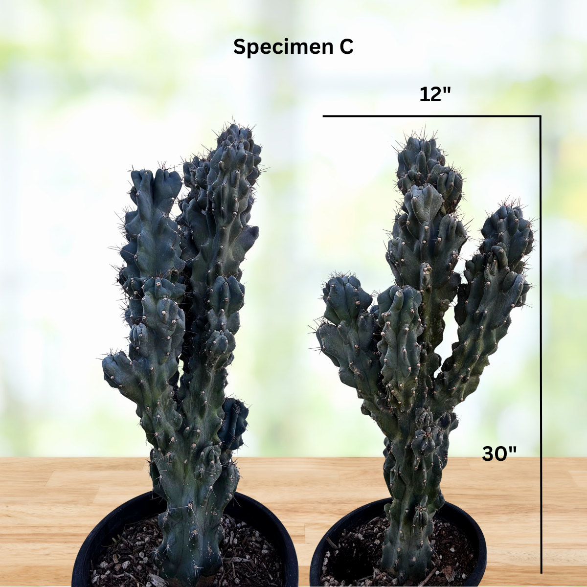 Curiosity Cactus