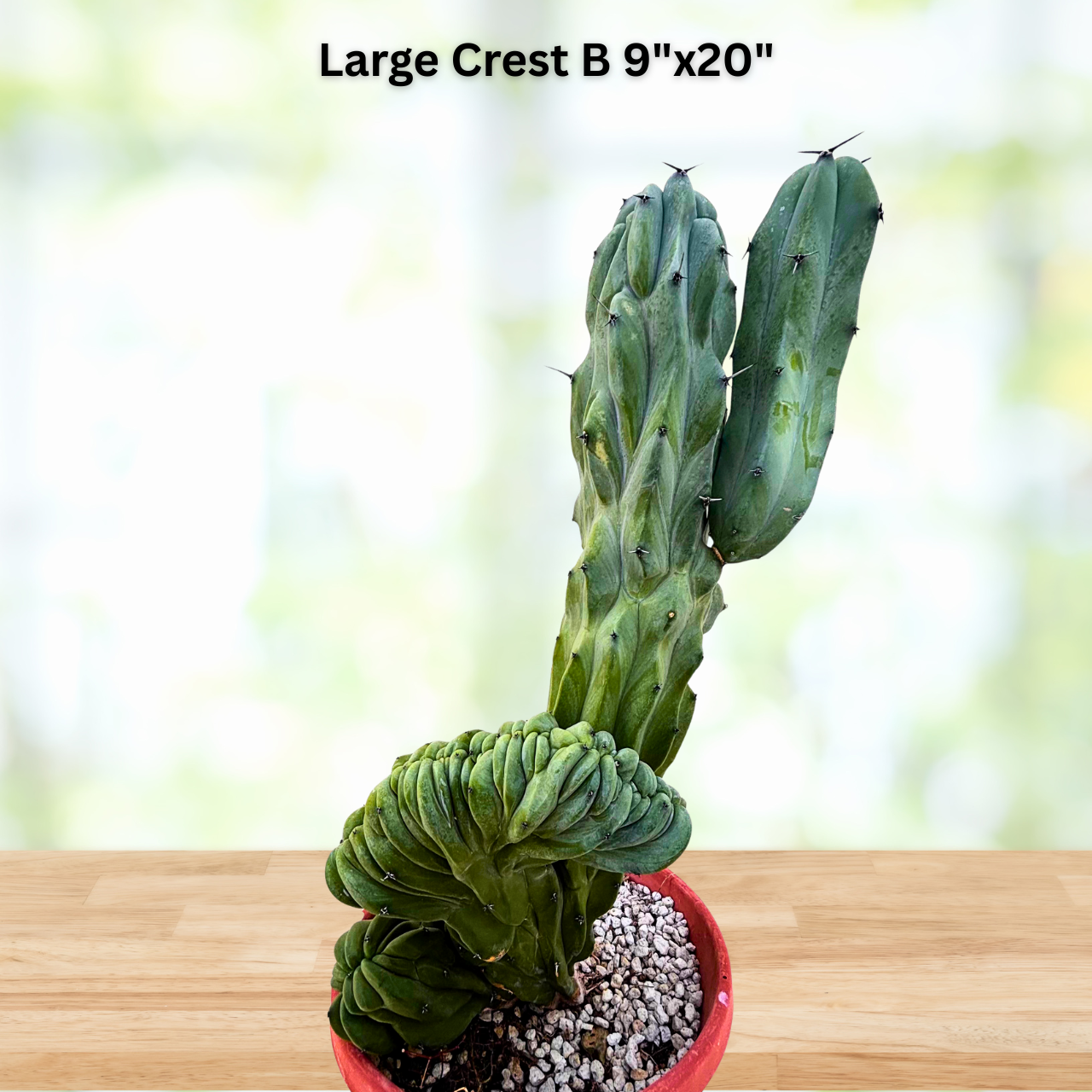 Crested Blue Flame