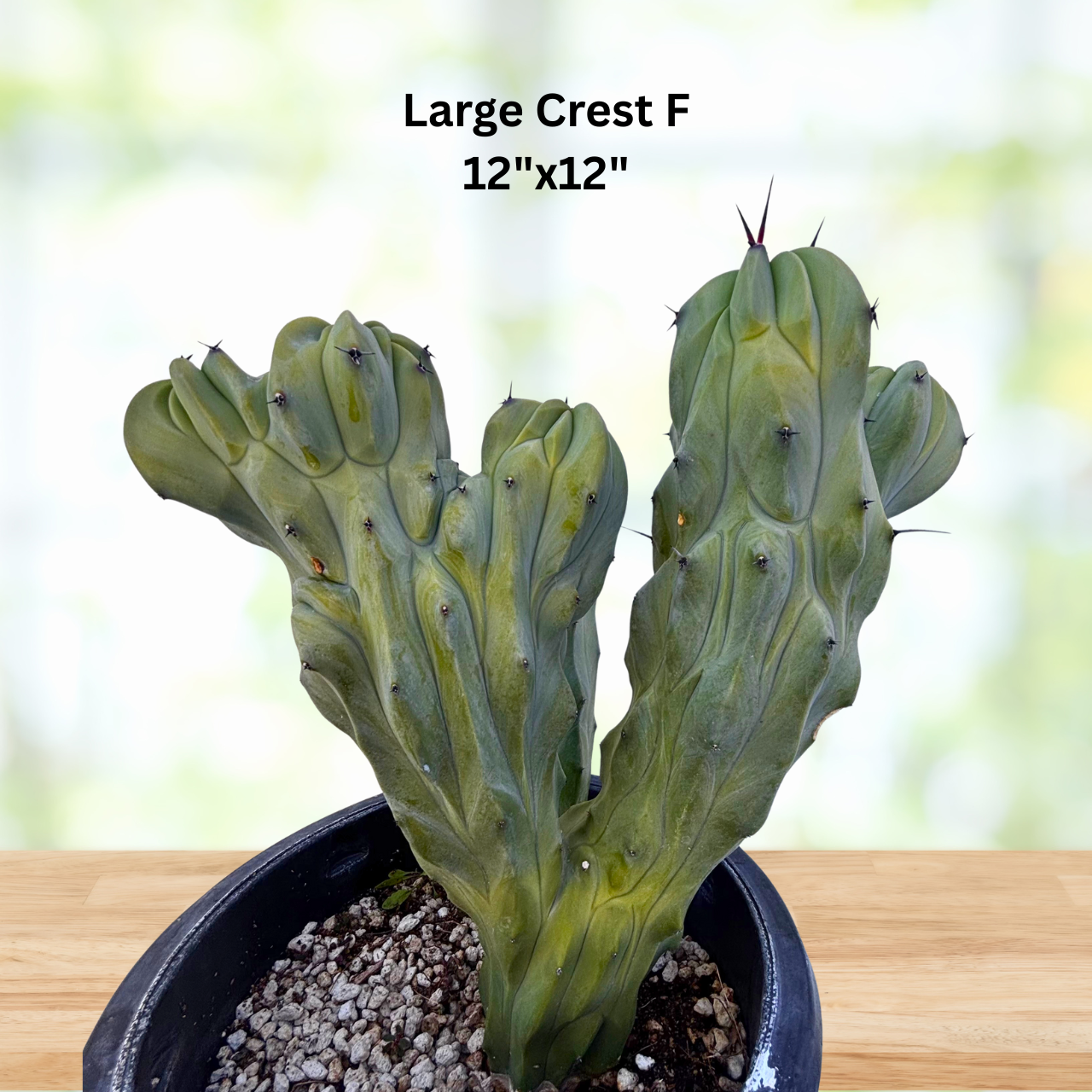 Crested Blue Flame