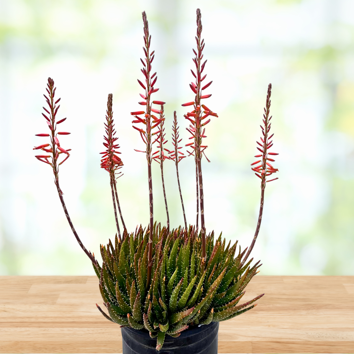 Aloe 'Crosby's Prolific'