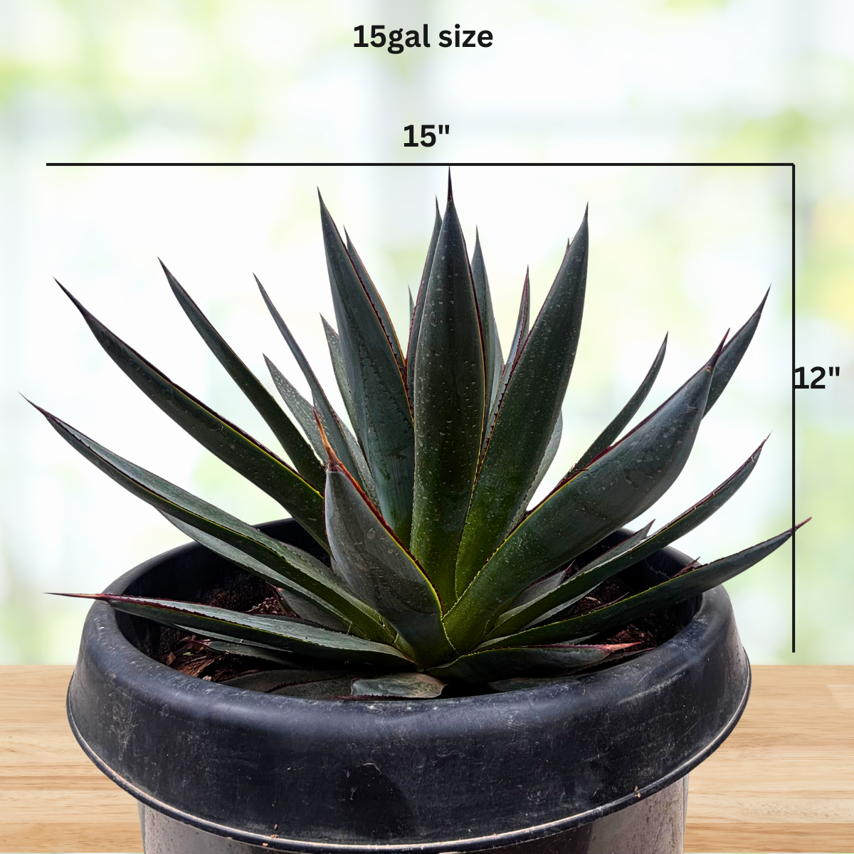 Agave 'Blue Glow'