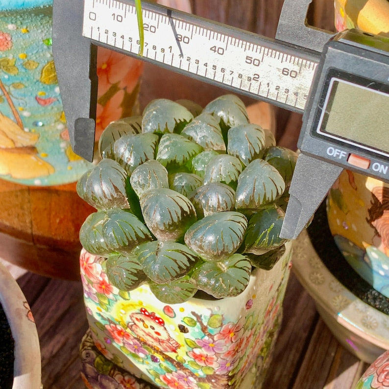 [Mother's Day Gift] Unique Ice-covered Texture Fleshy Plant - Haworthia Cooperi 'Ice Lantern' - Glassy Texture Leaves Live Window Plant