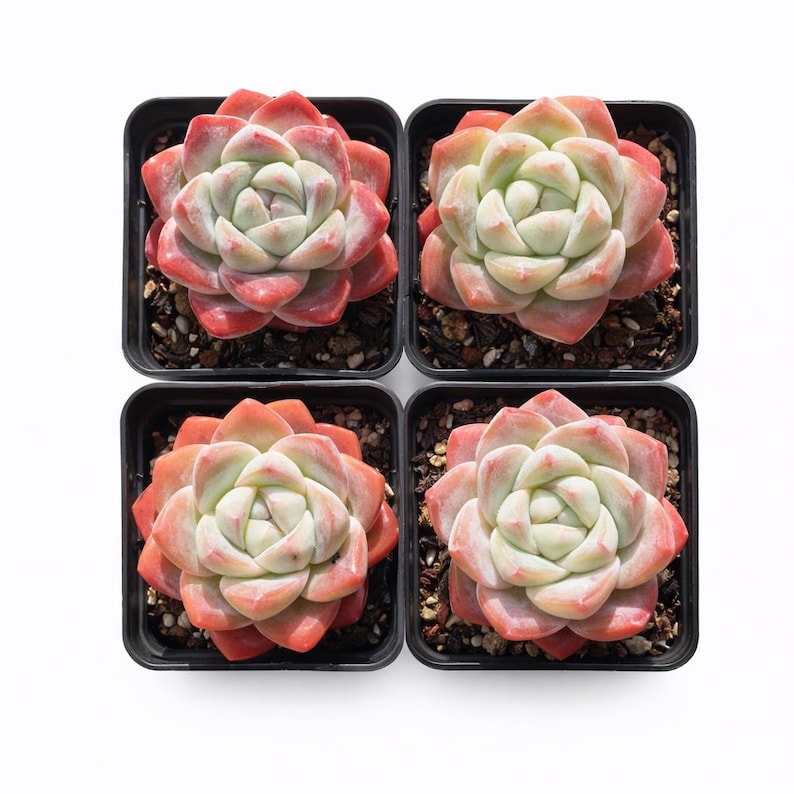 Echeveria 'Ice Green' Single-headed Approx. 2.5 inches in Diameter