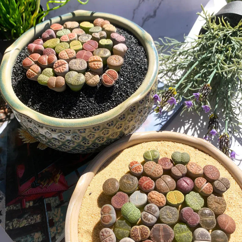 [Subscription Box 🎁✨] Boutique Large Lithops Random DIY Mix Rare Live Succulents Plants, Bare Root Without Soil & Pot, Plants Lover Gift
