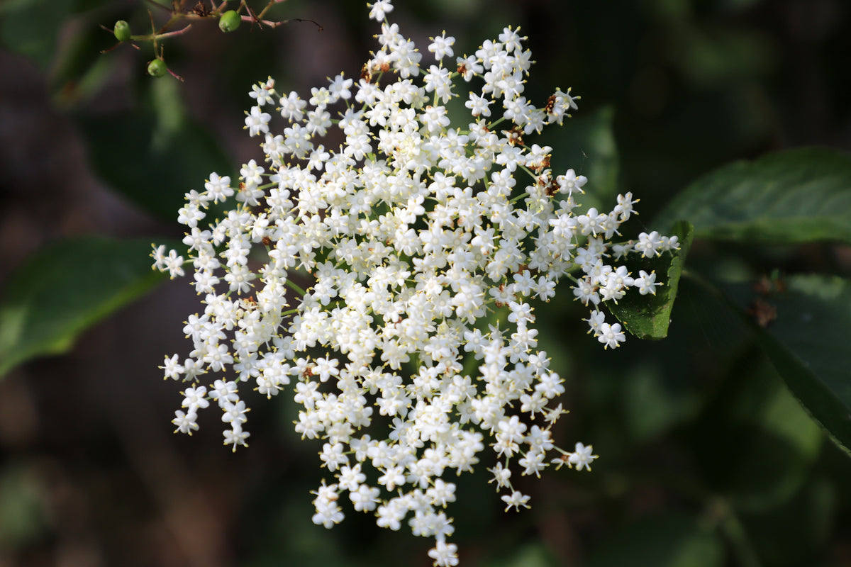 100 Black Elderberry Seeds - Sambucus nigra - Common Elder - European Elder