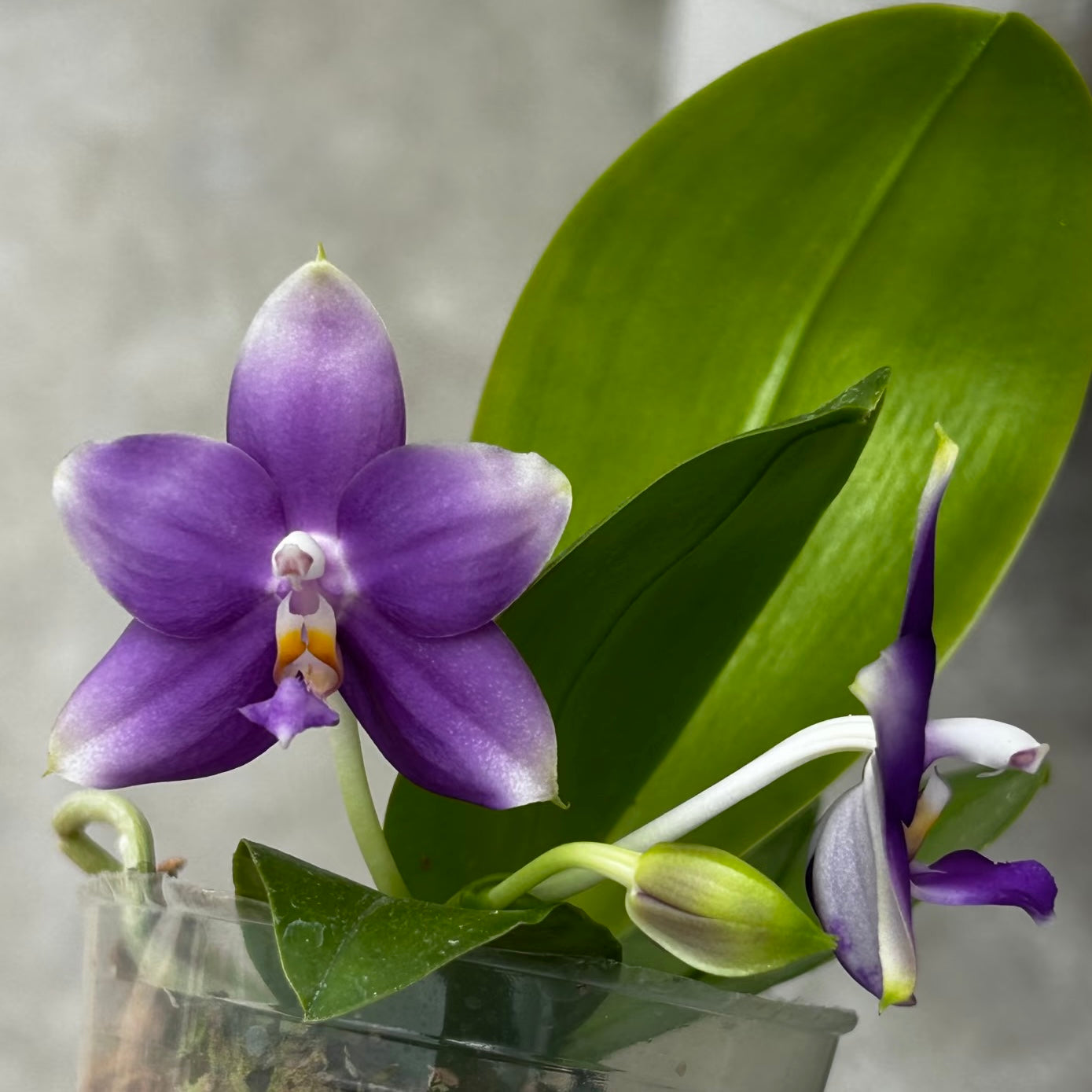 Phalaenopsis (Penang Jewel X (Yaphon Super Jaguar x Samera))"極品" X Phal. (Jennifer Palermo X Chien Lung Red King) "BK#2"