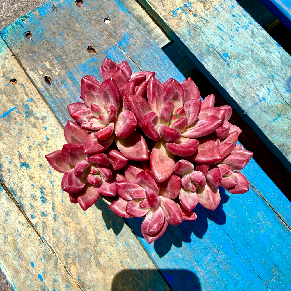 Echeveria 'Hephaestus' Multi-Head Cluster Mature Structure 5"-6" Across