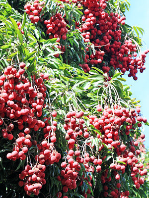 Lychee 'Mauritius' (Litchi chinensis)