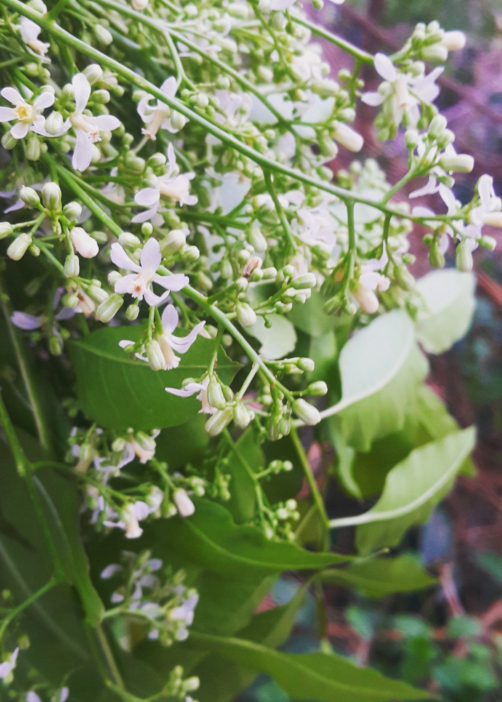 Neem Tree (Azadirachta indica)