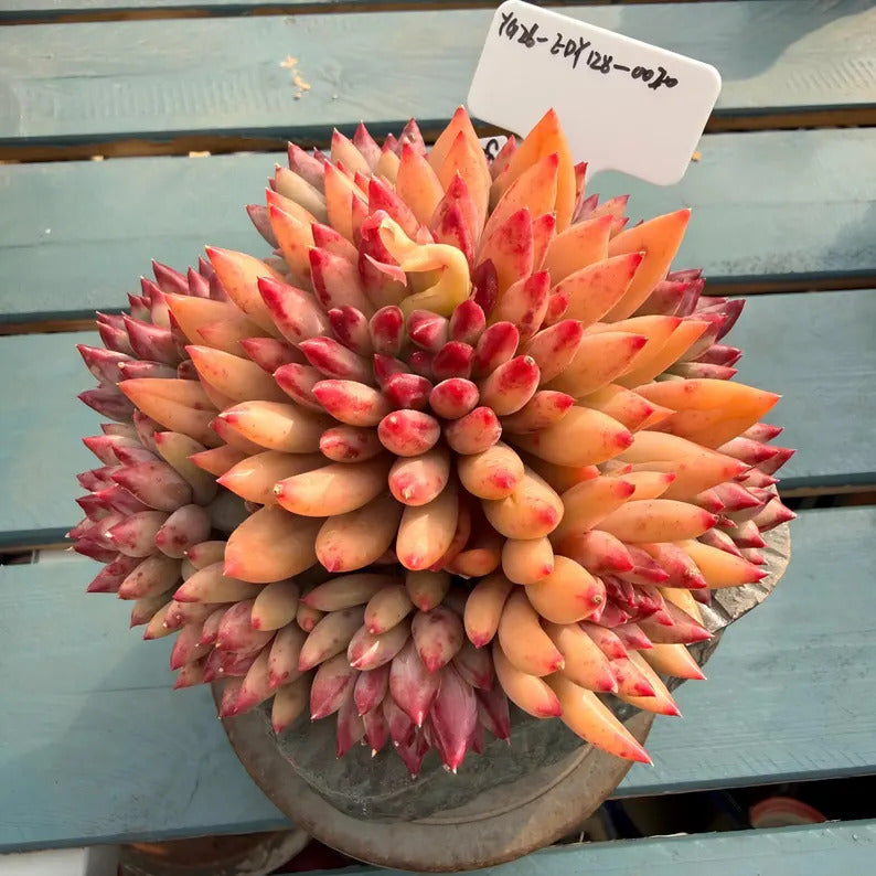 4-years Stage Rare Succulent No. EDY128-0020, Echeveria  ’Pink Cherry' Gen 2, Boutique 4.3" Big WYSIWYG Living Succulent