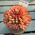 4-years Stage Rare Succulent No. EDY128-0020, Echeveria  ’Pink Cherry' Gen 2, Boutique 4.3" Big WYSIWYG Living Succulent