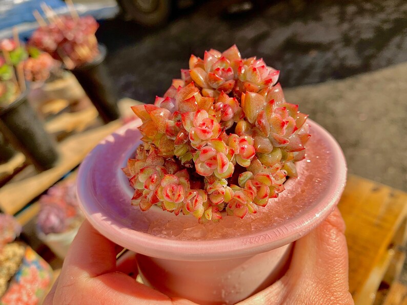 Rare Echeveria ‘Orange Monroe’ | Boutique Succulent | WYSIWYG | Bare Root Plant 2512-053