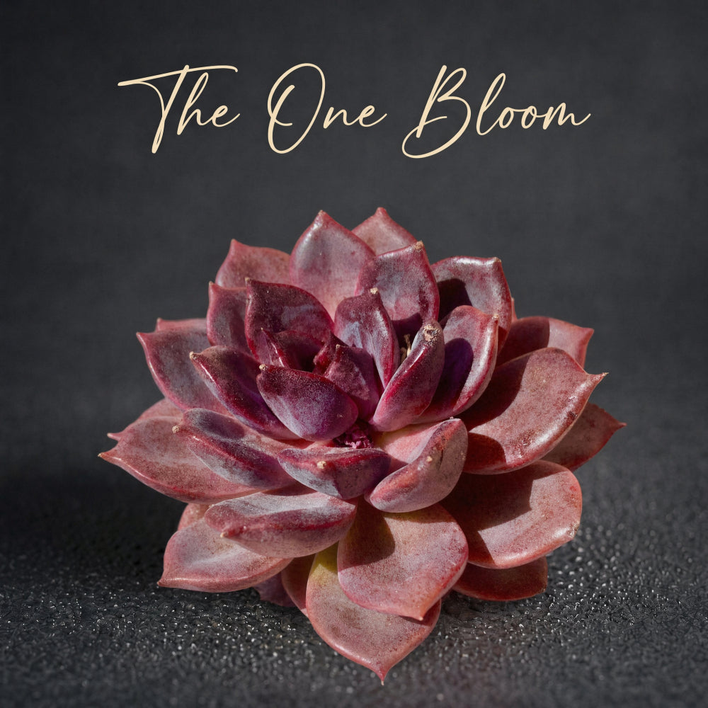 Father's Day Gift: Echeveria 'Black Mamba' - Rare and Striking Succulent - “The Mamba Mentality” is like Los Angeles at 4 a.m.
