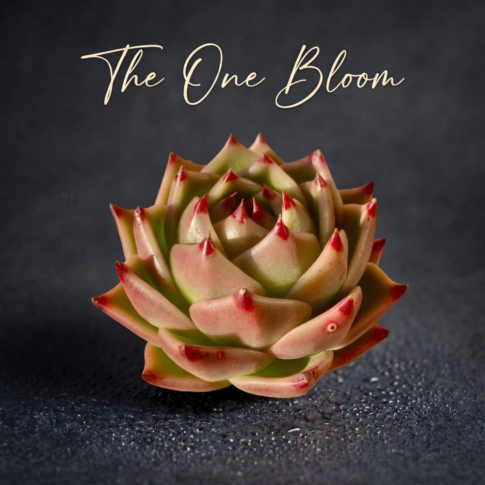Echeveria Agavoides 'Blue Dragon' - Rare Succulent Striking Plant - Known For Resembling Dragon Teeth