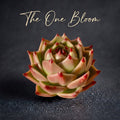 Father's Day Gift: Large Rare Succulent - Echeveria Agavoides 'Blue Dragon' - Striking Plant Known For Resembling Dragon Teeth