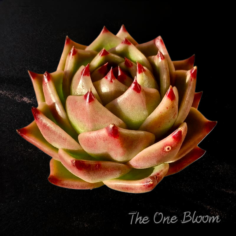Father's Day Gift: Large Rare Succulent - Echeveria Agavoides 'Blue Dragon' - Striking Plant Known For Resembling Dragon Teeth