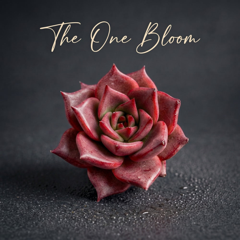 Echeveria Agavoides 'Romeo' 3"-3.5" Boutique Single-plant Succulent - Known For Its Star-shaped Rose-like Form
