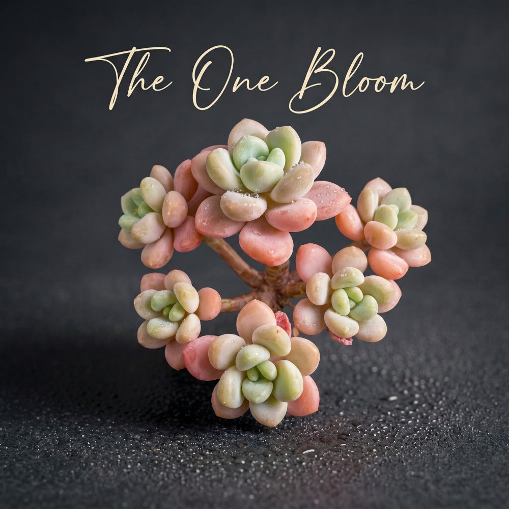 [Mother's Day Gift] Popular Charming Compact Succulent Shrublet - ×Graptosedum 'Miul' - Drought-tolerant Plant Perfect For Potted, Hanging Baskets,  and Rock Gardens