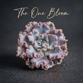 Echeveria 'Crispate Beauty' Single-stemmed Living Plant Approx. 4 inches in Diameter