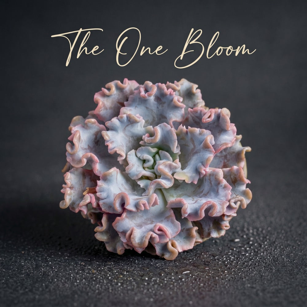 Echeveria 'Crispate Beauty' Single-stemmed Living Plant Approx. 4 inches in Diameter