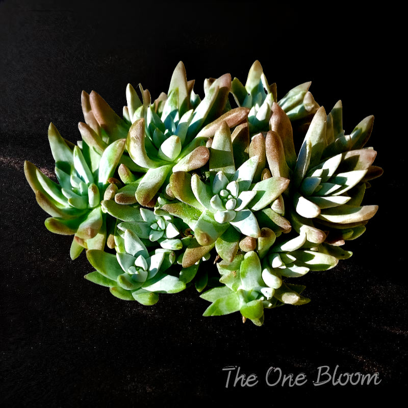 Rare Large Clump-forming Succulent - Dudleya Gnoma 'S.W. McCabe' - Distinctive Miniature Sculptures Appearance
