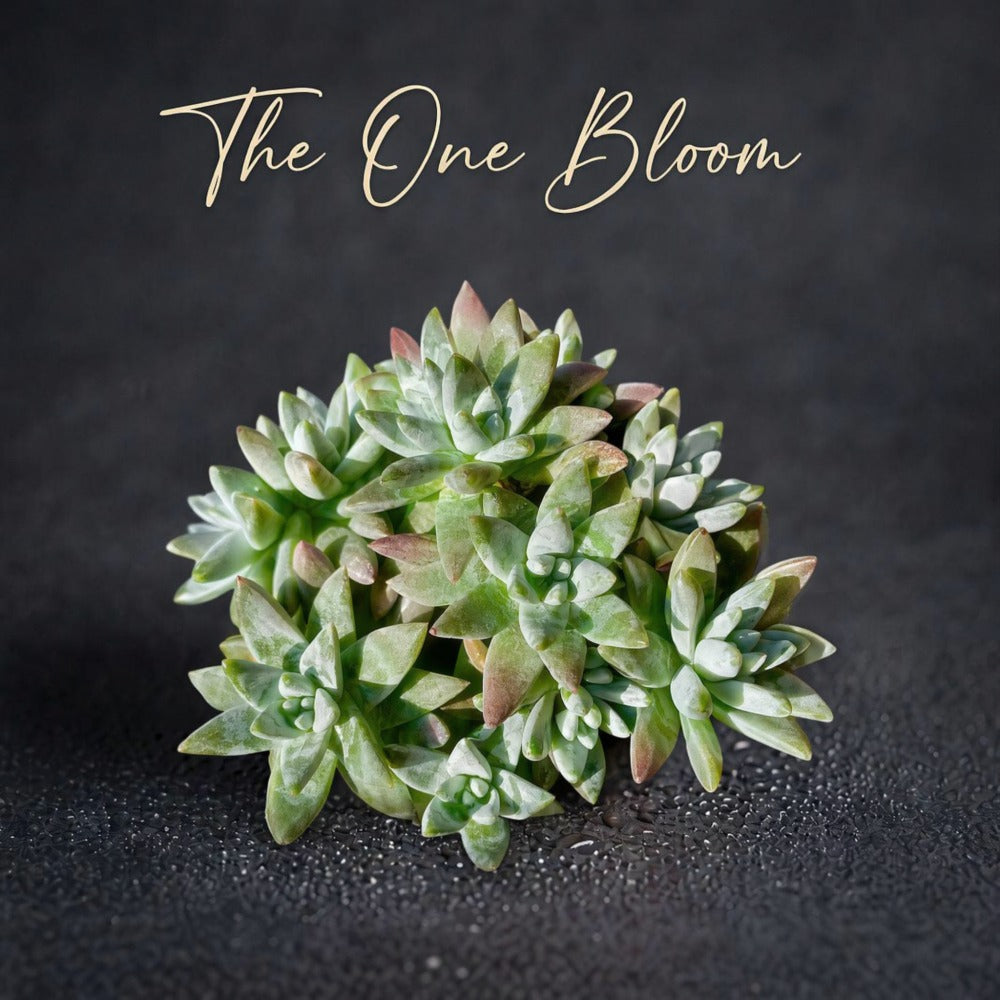 Rare Large Clump-forming Succulent - Dudleya Gnoma 'S.W. McCabe' - Distinctive Miniature Sculptures Appearance