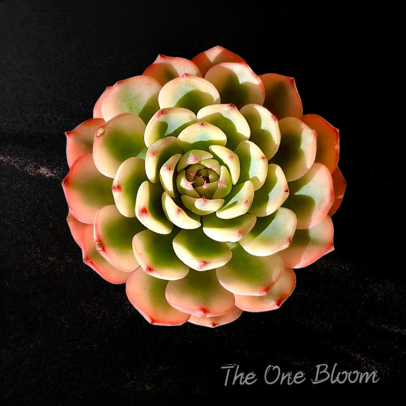 Rare Geometric Rosette Succulent - Echeveria 'Minima' Variegata - Drought-tolerant Plant Popular for Beginners and Collectors