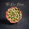Rare Geometric Rosette Succulent - Echeveria 'Minima' Variegata - Drought-tolerant Plant Popular for Beginners and Collectors