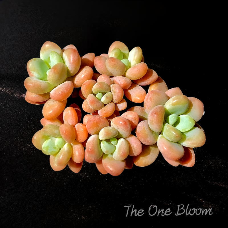 Graptosedum 'Miul' Multi-stemmed Cluster Approx. 3"–3.5" Across