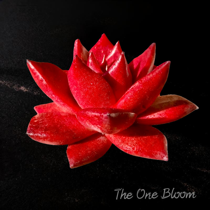 Father's Day Gift🎁: Echeveria Agavoides 'v.Romeo Rubin' - Look Like Oil Painting Live Succulent - Single-stemmed Rosettes Plant