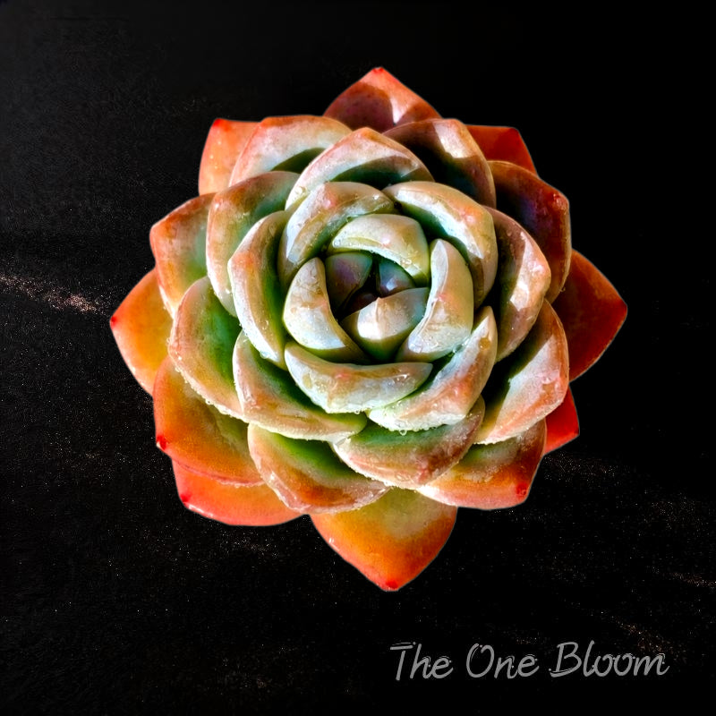 [Mother's Day Gift] Rare Succulent as Jade Sheer Beauty - Echeveria 'Ice Green' - Chubby  Drought-tolerant Live Plant