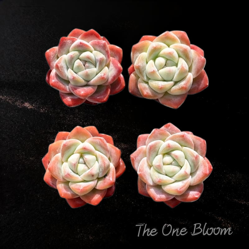 [Mother's Day Gift] Rare Succulent as Jade Sheer Beauty - Echeveria 'Ice Green' - Chubby  Drought-tolerant Live Plant
