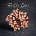 Graptopetalum Amethystinum 'Rose Walther' Cluster Approx. 3.5-inch in diameter