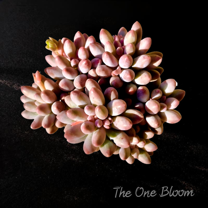 Pachyphytum 'Baby Finger' Multi-stemmed Clustered Approx. 3–3.5 inches Across