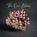 Pachyphytum 'Baby Finger' Multi-stemmed Clustered Approx. 3–3.5 inches Across