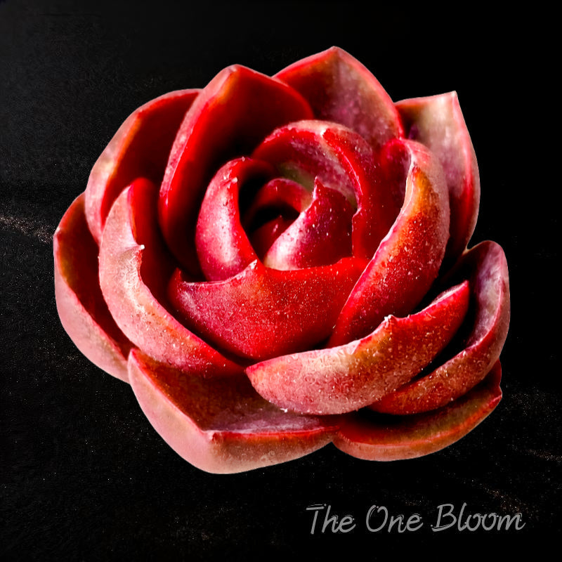 Echeveria 'Red Lantern' Approx. 3"–3.5" in Diameter
