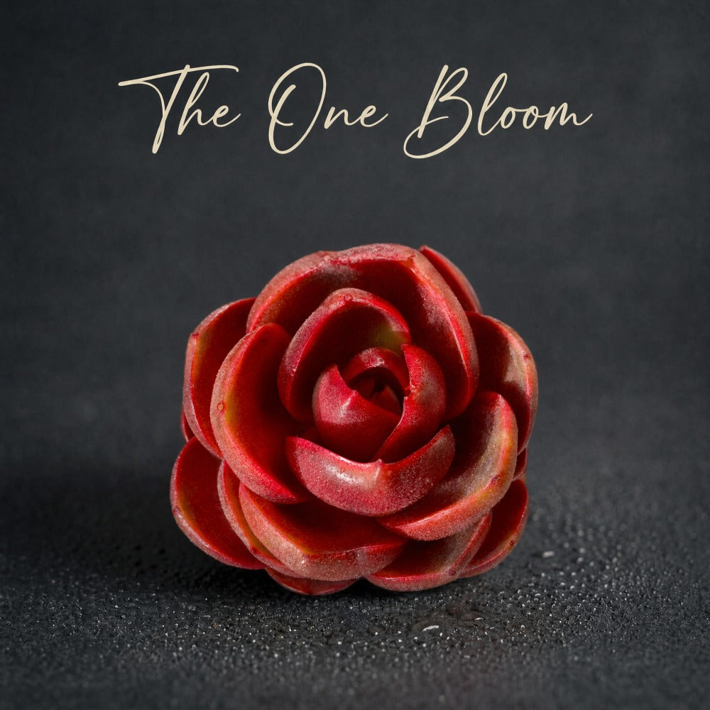 Echeveria 'Red Lantern' Approx. 3"–3.5" in Diameter