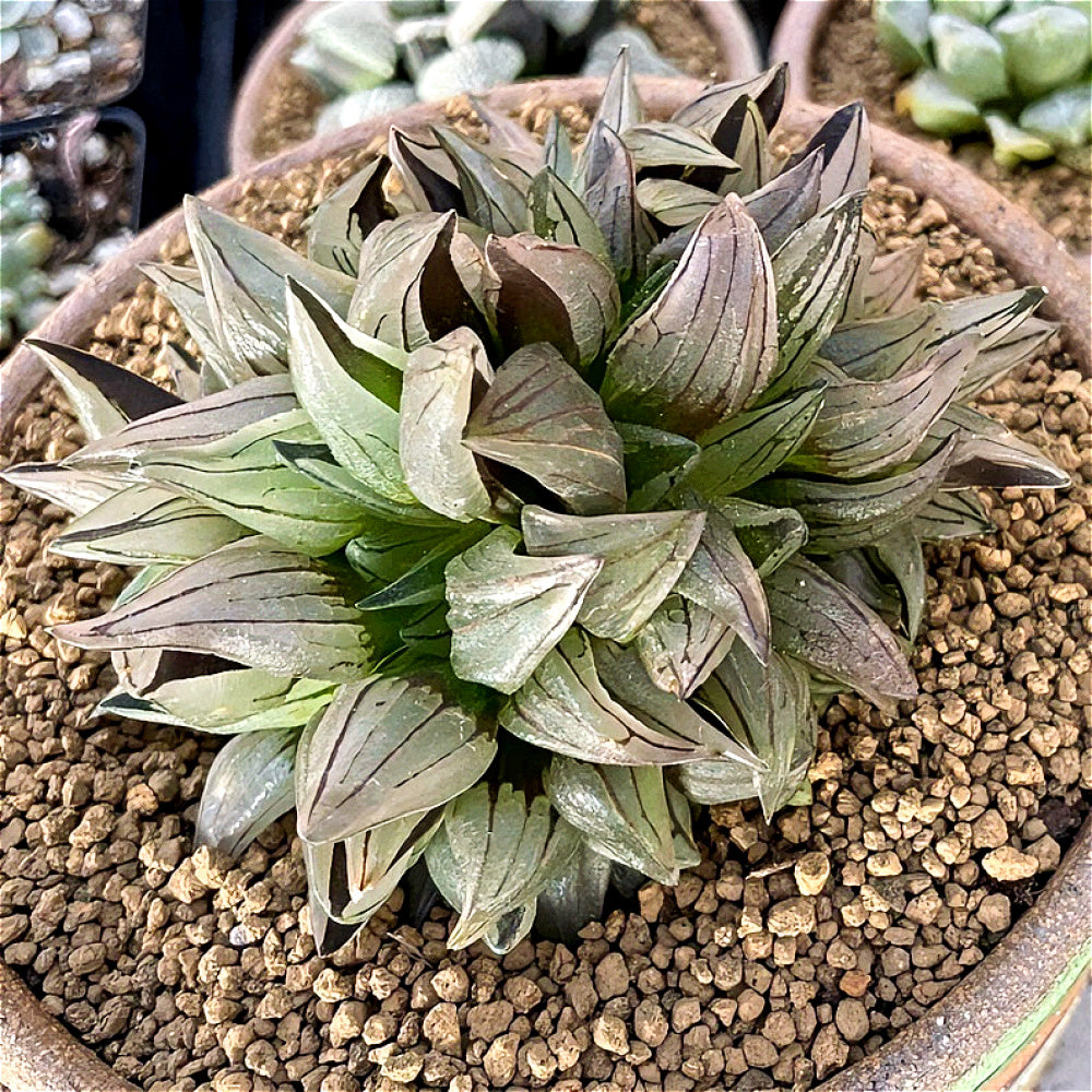 “Jelly” Plant Favorite Among Collectors - Haworthia Magnifica Var. Atrofusca - Rare Live Succulent Allow Light to Reach Plant's Interior
