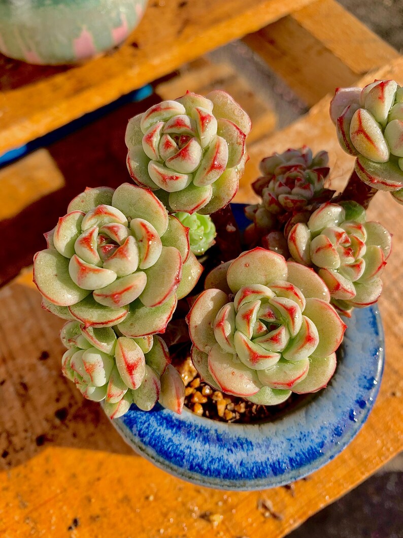 2512-031 Boutique Big Rare Succulents/Sedeveria Vanilla Bis /What You See is What You Get/Bare Root Without Soil Pot/Plants Gifts